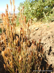 Tagetes coronopifolia