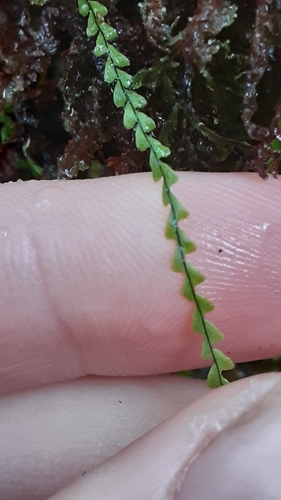Stenogrammitis saffordii