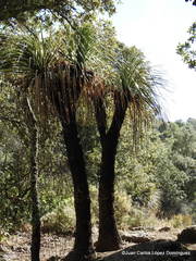 Nolina parviflora