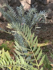 Encephalartos trispinosus