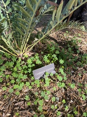 Encephalartos trispinosus