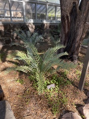 Encephalartos trispinosus