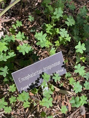 Encephalartos trispinosus