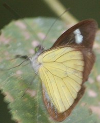 Leptophobia caesia