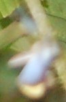 Leptophobia caesia