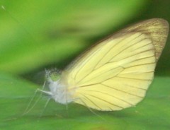 Leptophobia caesia