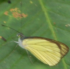 Leptophobia caesia