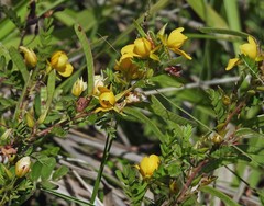 Chamaecrista repens