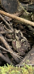 Sclerophrys pardalis