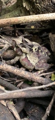 Sclerophrys pardalis