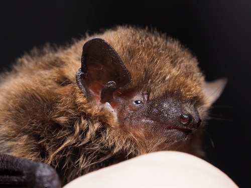 Soprano Pipistrelle
