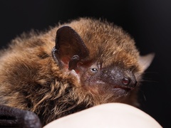 Soprano Pipistrelle photo 4