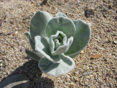 Convolvulus persicus