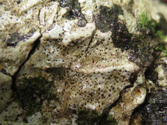 Bagliettoa calciseda