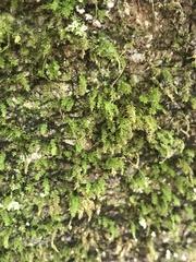 Aerobryidium wallichii