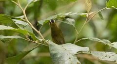 Kleinothraupis atropileus