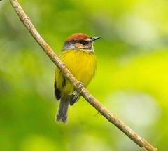 Poecilotriccus ruficeps
