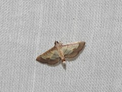 Cnaphalocrocis trebiusalis