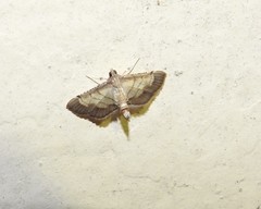 Spilomelini