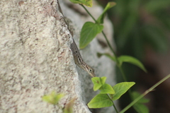 Anolis sabanus