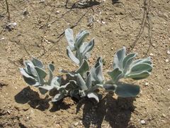 Convolvulus persicus