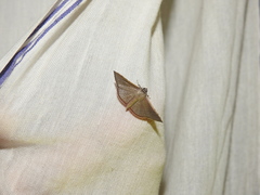 Banisia