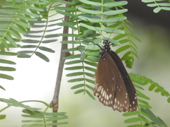 Euploea klugii kollari