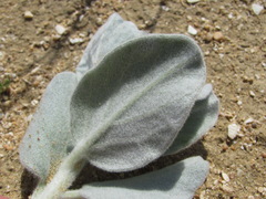 Convolvulus persicus