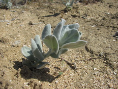 Convolvulus persicus