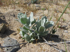 Convolvulus persicus