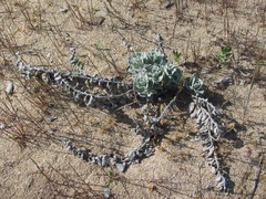 Convolvulus persicus