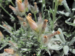 Convolvulus calvertii ruprechtii