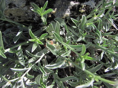 Convolvulus calvertii ruprechtii