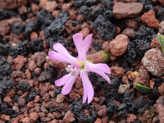 Saponaria sicula