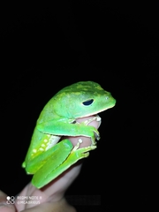 Phyllomedusa camba