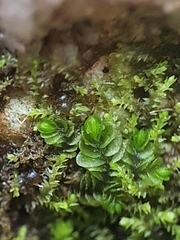 Southbya tophacea