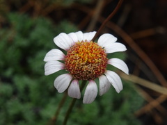 Anthemis aetnensis