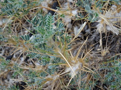 Astragalus siculus