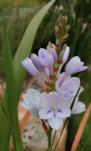 Gladiolus spicatus