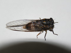 Pyropsalta