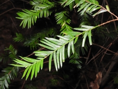 Taxus globosa