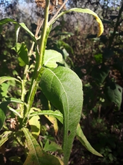 Verbesina microptera