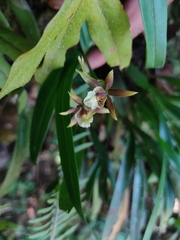 Prosthechea obpiribulbon