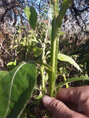 Verbesina microptera