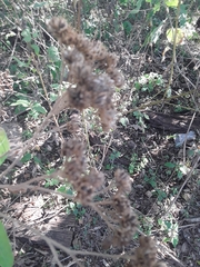 Verbesina microptera