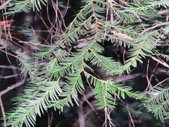 Taxus globosa