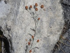 Helichrysum cochleariforme