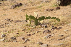 Opuntia triacanthos