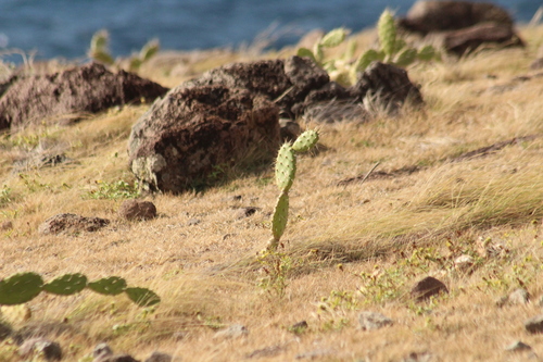 Opuntia triacanthos, photograph 3