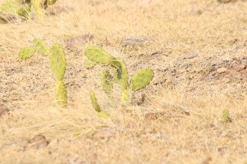 Image of Opuntia triacanthos by (c) Michael Bakker Paiva, some rights reserved (CC BY)
